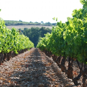 Les Vignerons de la Cave de Pierrefeu